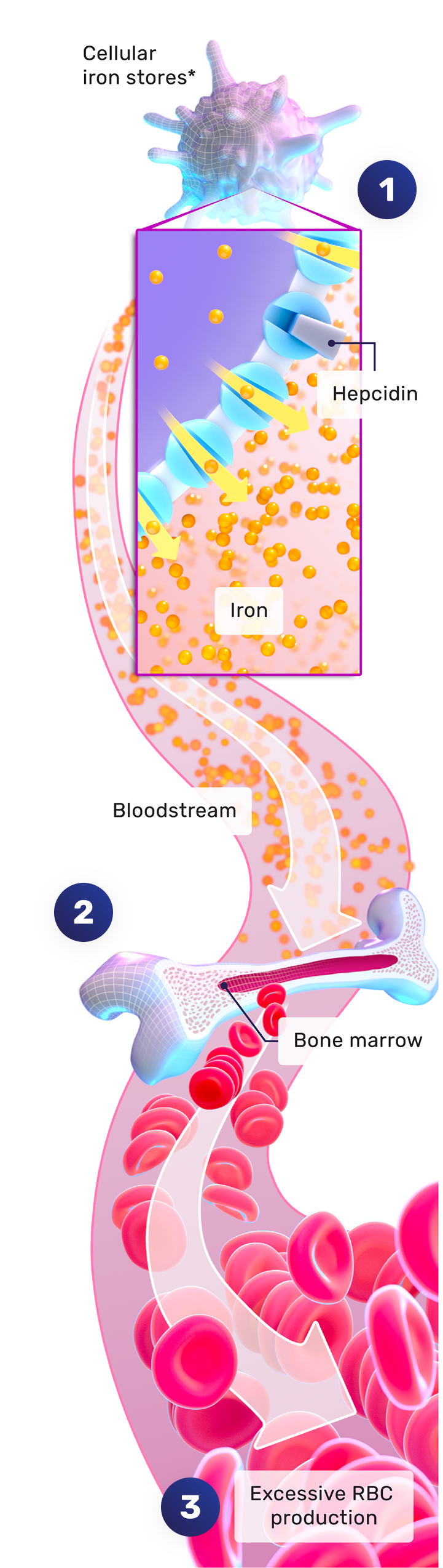 Diagram: hepcidin suppression in PV causes uncontrolled iron release, fueling erythrocytosis and elevated HCT
