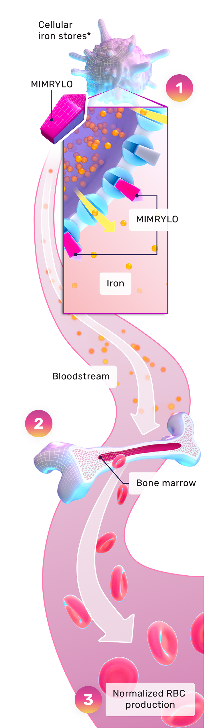 Diagram: MIMRYLO targets iron regulation, limiting bone marrow iron availability and normalizing RBC production